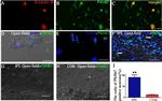 Mouse IgG (H+L) Highly Cross-Adsorbed Secondary Antibody in Immunocytochemistry (ICC/IF)