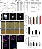 CD61 (Integrin beta 3) Antibody in Flow Cytometry (Flow)