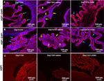 Mouse IgG (H+L) Highly Cross-Adsorbed Secondary Antibody in Immunohistochemistry (Frozen) (IHC (F))