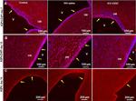 Mouse IgG (H+L) Highly Cross-Adsorbed Secondary Antibody in Immunohistochemistry (Frozen) (IHC (F))