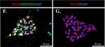 Rabbit IgG (H+L) Highly Cross-Adsorbed Secondary Antibody in Immunocytochemistry (ICC/IF)