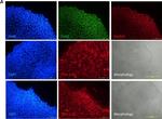 Mouse IgG (H+L) Highly Cross-Adsorbed Secondary Antibody in Immunocytochemistry (ICC/IF)