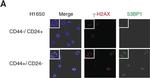 Mouse IgG (H+L) Highly Cross-Adsorbed Secondary Antibody in Immunocytochemistry (ICC/IF)