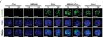 Rabbit IgG (H+L) Highly Cross-Adsorbed Secondary Antibody in Immunocytochemistry (ICC/IF)