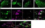 Rabbit IgG (H+L) Highly Cross-Adsorbed Secondary Antibody in Immunocytochemistry (ICC/IF)