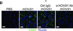 Rat IgG (H+L) Highly Cross-Adsorbed Secondary Antibody in Immunohistochemistry (Paraffin) (IHC (P))