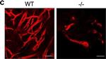 Rat IgG (H+L) Highly Cross-Adsorbed Secondary Antibody in Not Applicable (N/A)