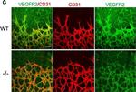 Rat IgG (H+L) Highly Cross-Adsorbed Secondary Antibody in Not Applicable (N/A)