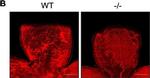 Rat IgG (H+L) Highly Cross-Adsorbed Secondary Antibody in Not Applicable (N/A)