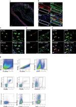 CD105 (Endoglin) Antibody in Flow Cytometry (Flow)