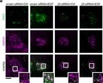 Mouse IgG (H+L) Cross-Adsorbed Secondary Antibody in Immunocytochemistry (ICC/IF)