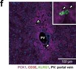 Rabbit IgG (H+L) Cross-Adsorbed Secondary Antibody in Immunohistochemistry (Frozen) (IHC (F))