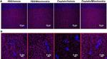 Mouse IgG (H+L) Secondary Antibody in Immunohistochemistry (IHC)