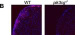 Rat IgG (H+L) Cross-Adsorbed Secondary Antibody in Flow Cytometry (Flow)