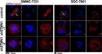 Rabbit IgG (H+L) Cross-Adsorbed Secondary Antibody in Immunocytochemistry (ICC/IF)