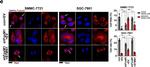 Rabbit IgG (H+L) Cross-Adsorbed Secondary Antibody in Immunocytochemistry (ICC/IF)