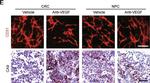 Goat IgG (H+L) Cross-Adsorbed Secondary Antibody in Immunohistochemistry (IHC)