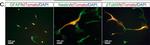 Mouse IgG (H+L) Highly Cross-Adsorbed Secondary Antibody in Immunocytochemistry (ICC/IF)