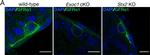 Goat IgG (H+L) Cross-Adsorbed Secondary Antibody in Immunohistochemistry (Paraffin) (IHC (P))