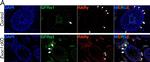 Rabbit IgG (Heavy chain) Secondary Antibody in Immunohistochemistry (Paraffin) (IHC (P))