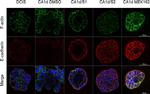 Mouse IgG (H+L) Highly Cross-Adsorbed Secondary Antibody in Immunocytochemistry (ICC/IF)