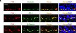 Rabbit IgG (H+L) Highly Cross-Adsorbed Secondary Antibody in Immunohistochemistry (Paraffin) (IHC (P))