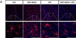 Rabbit IgG (H+L) Highly Cross-Adsorbed Secondary Antibody in Immunocytochemistry (ICC/IF)