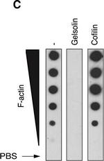 Mouse IgG (H+L) Secondary Antibody in Western Blot (WB)