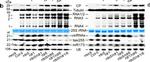 Mouse IgG (H+L) Cross-Adsorbed Secondary Antibody in Western Blot (WB)