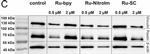 Rabbit IgG (H+L) Cross-Adsorbed Secondary Antibody in Western Blot (WB)