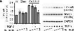 Rabbit IgG (H+L) Cross-Adsorbed Secondary Antibody in Western Blot (WB)