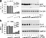 Rabbit IgG (H+L) Cross-Adsorbed Secondary Antibody in Western Blot (WB)