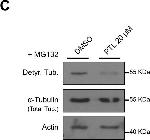 Mouse IgG (H+L) Secondary Antibody in Western Blot (WB)