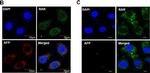 Mouse IgG (H+L) Cross-Adsorbed Secondary Antibody in Immunocytochemistry (ICC/IF)