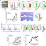 CD4 Antibody in Flow Cytometry (Flow)