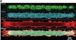 Mouse IgG (H+L) Secondary Antibody in Immunohistochemistry (PFA fixed) (IHC (PFA))