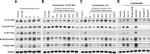 Rabbit IgG (Heavy chain) Secondary Antibody in Western Blot (WB)