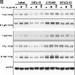 Rabbit IgG (Heavy chain) Secondary Antibody in Western Blot (WB)