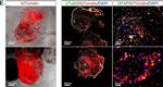 Mouse IgG (H+L) Highly Cross-Adsorbed Secondary Antibody in Immunocytochemistry (ICC/IF)