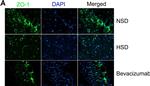 Rabbit IgG (H+L) Highly Cross-Adsorbed Secondary Antibody in Immunohistochemistry (Frozen) (IHC (F))