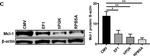 Rabbit IgG (H+L) Highly Cross-Adsorbed Secondary Antibody in Western Blot (WB)