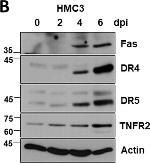 Rabbit IgG (H+L) Highly Cross-Adsorbed Secondary Antibody in Western Blot (WB)