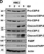 Rabbit IgG (H+L) Highly Cross-Adsorbed Secondary Antibody in Western Blot (WB)