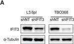 Mouse IgG (H+L) Secondary Antibody in Western Blot (WB)