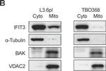 Mouse IgG (H+L) Secondary Antibody in Western Blot (WB)