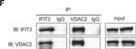 Mouse IgG (H+L) Secondary Antibody in Western Blot (WB)