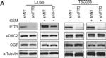 Mouse IgG (H+L) Secondary Antibody in Western Blot (WB)