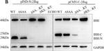 Mouse IgG (H+L) Secondary Antibody in Western Blot (WB)