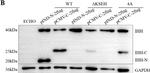 Mouse IgG (H+L) Secondary Antibody in Western Blot (WB)