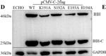 Mouse IgG (H+L) Secondary Antibody in Western Blot (WB)